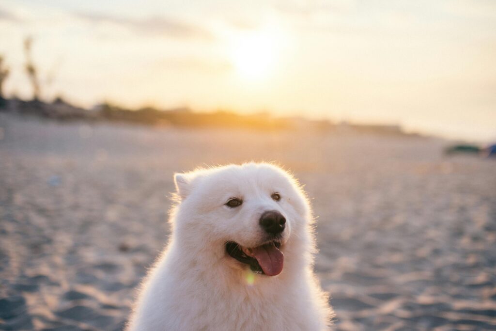 cute white dog on beach