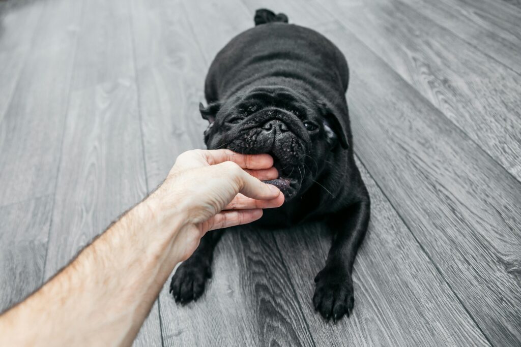 black pug biting owners hand