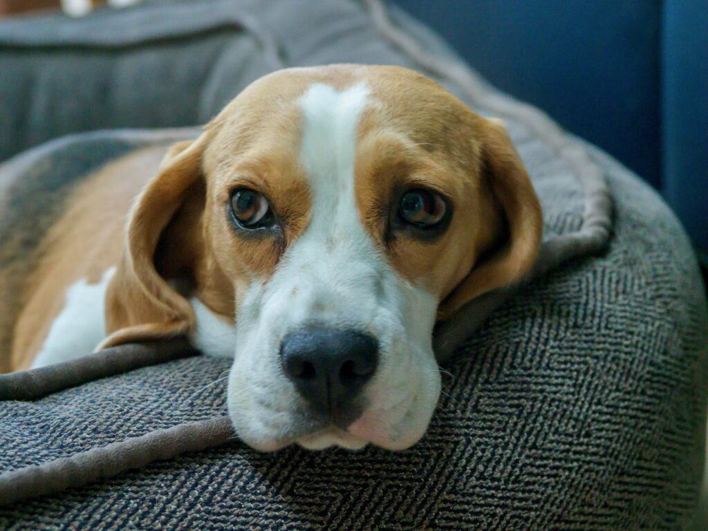 tired beagle puppy on couch
