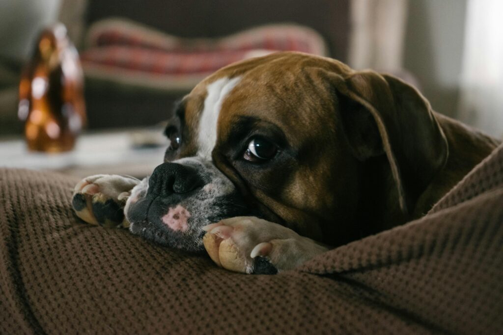 cute boxer dog on couch