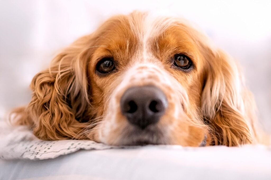 Close-up Portrait of a Relaxed Cocker Spaniel Dog