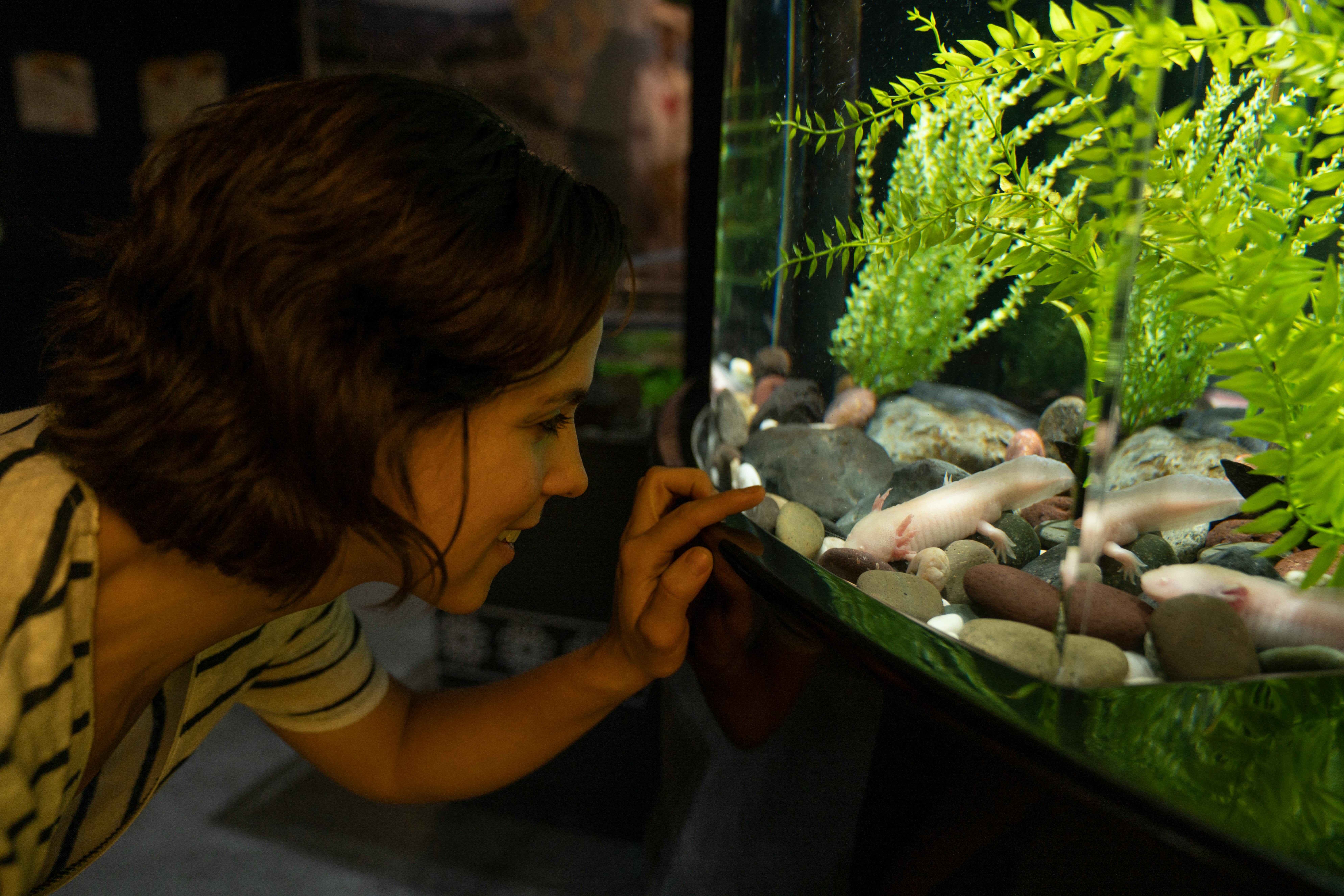 Woman in a Striped Shirt Pointing on an Aquarium
Woman in a Striped Shirt Pointing on an Aquarium