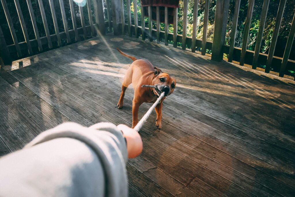 dog playing with rope