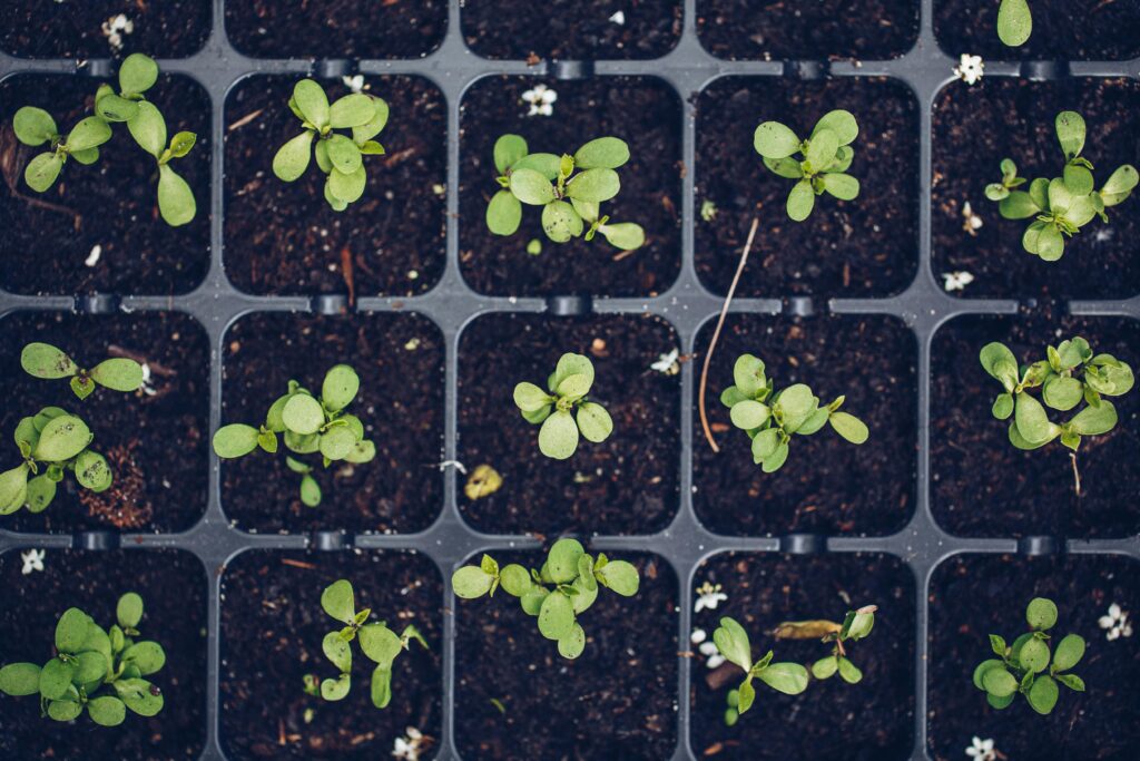 seedlings in seedling tray