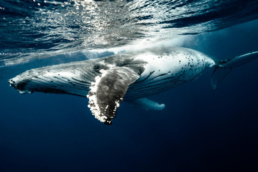 hump back whale in ocean