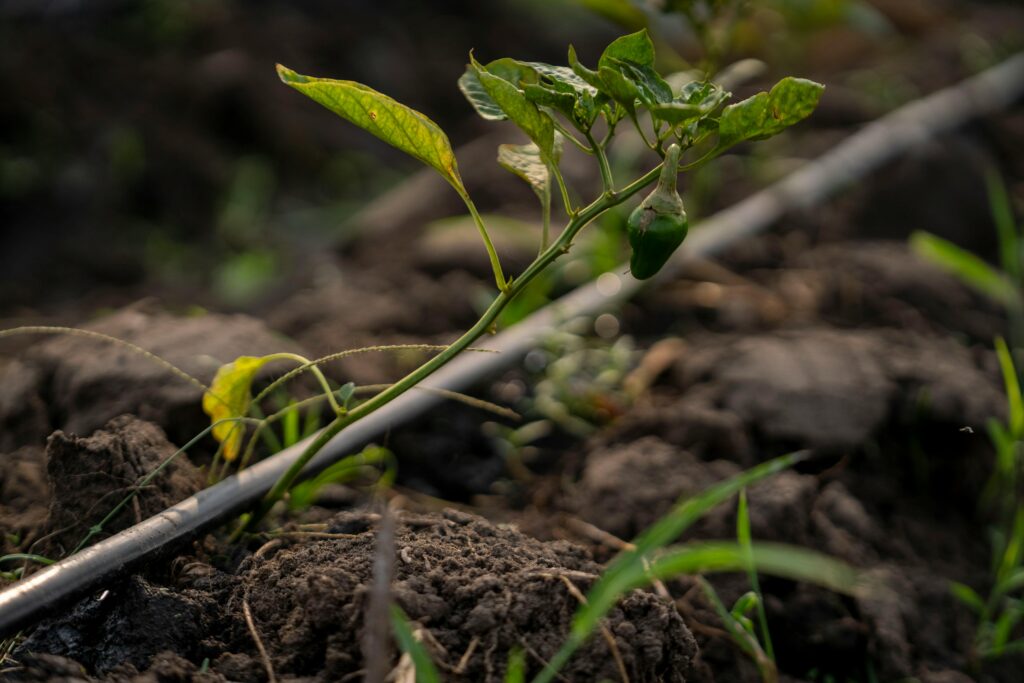 drip irrigation on soil