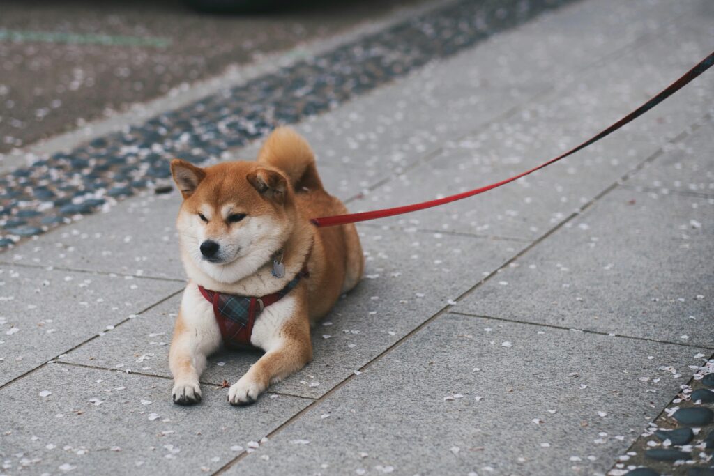 Shiba Inu Resting on Pavement