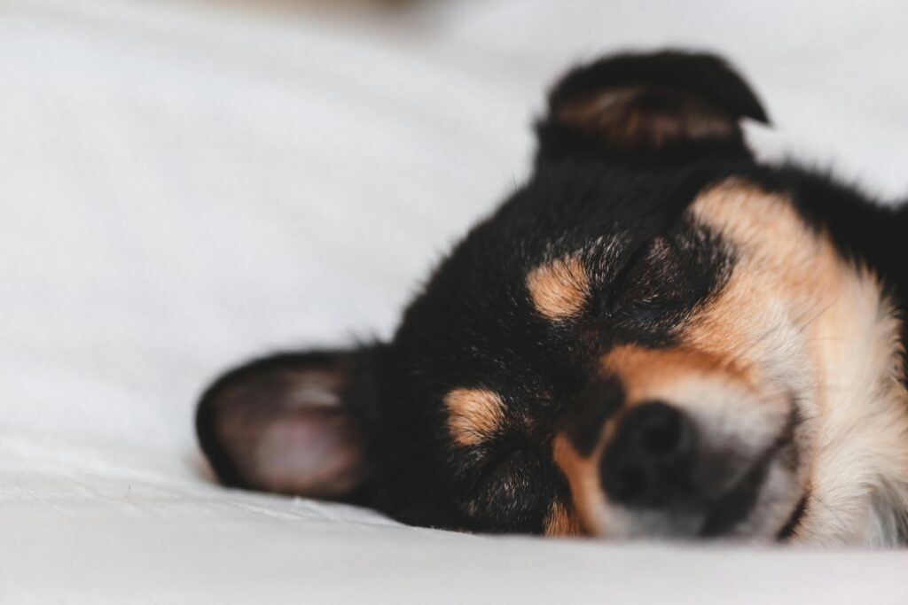 small dog sleeping