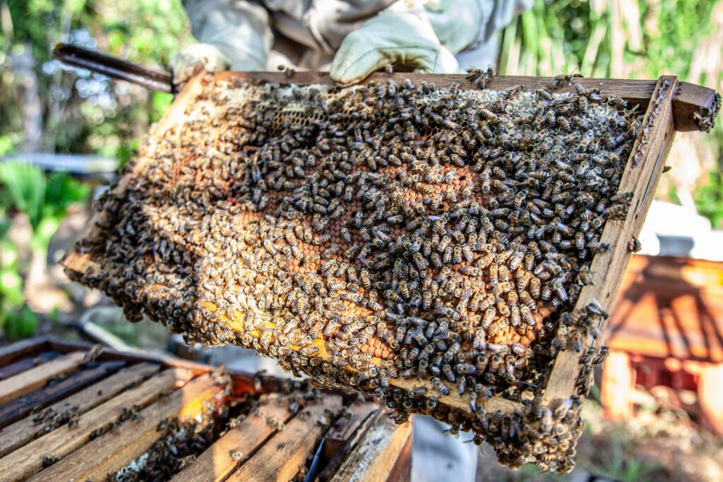 Bee hive with lots of bees