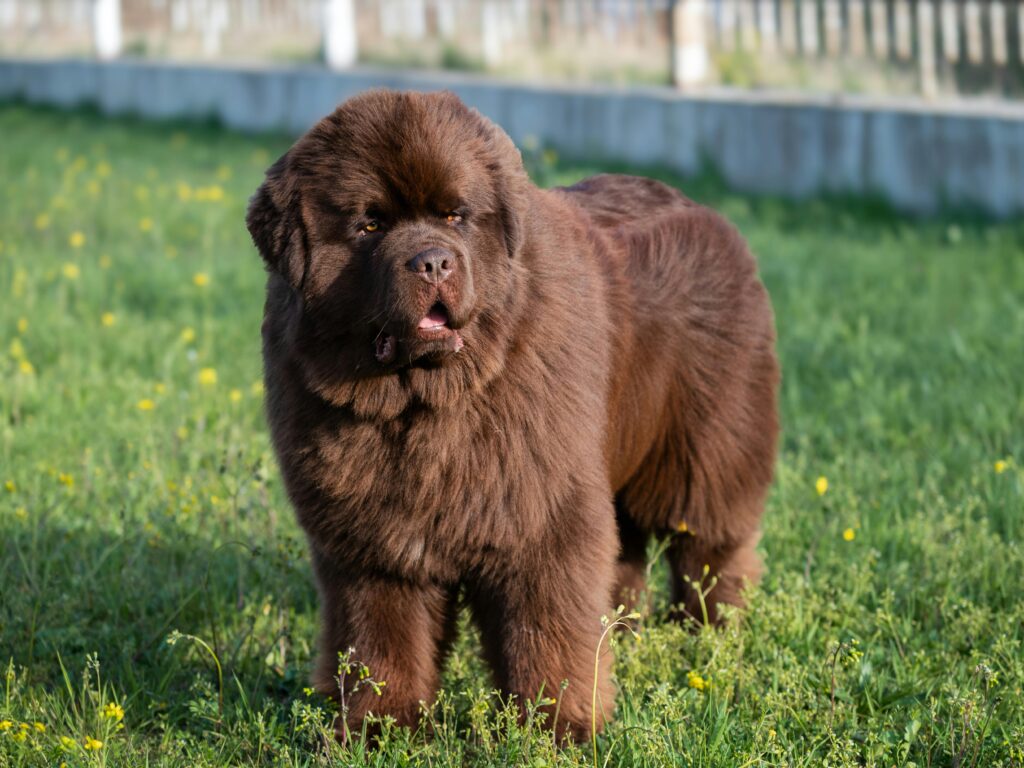 fluffy brown dog