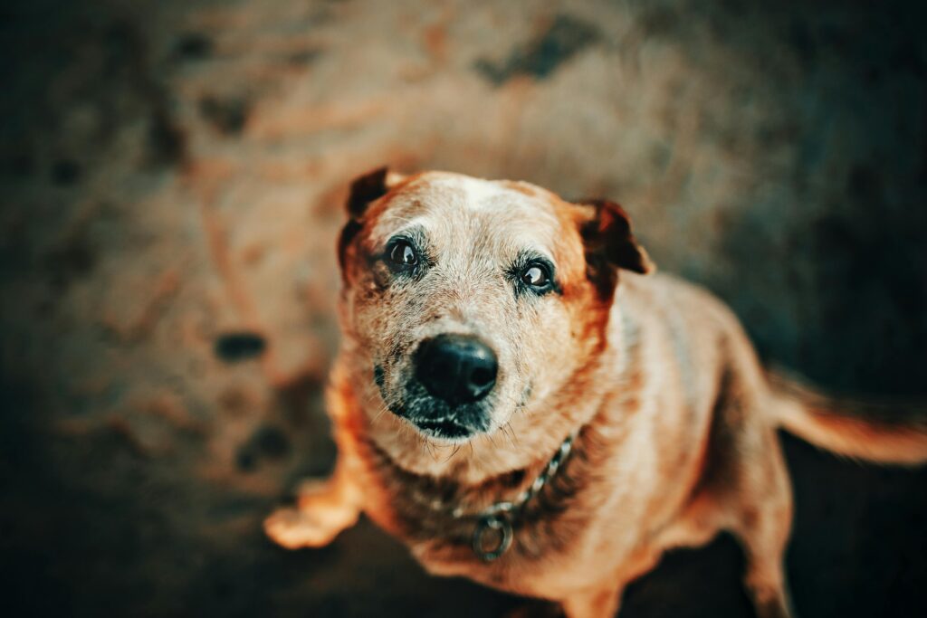 closeup of aging dog