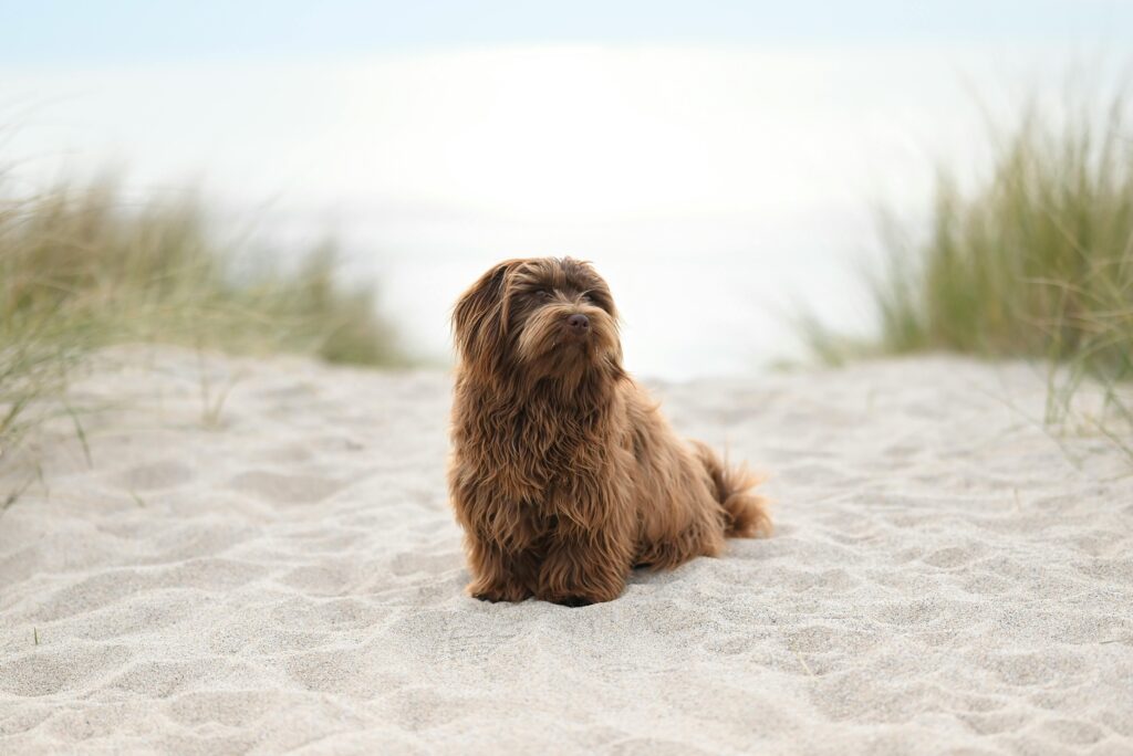 cute dog on sand