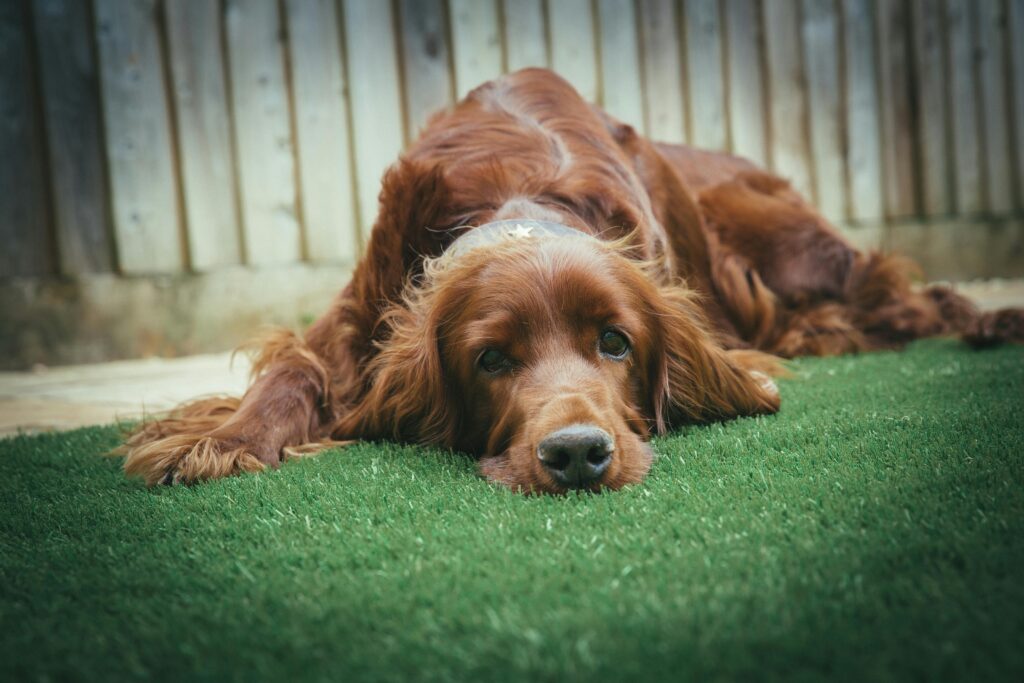 brown Irish Setter dog on astro truf