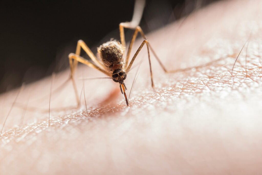 mosquito biting skin