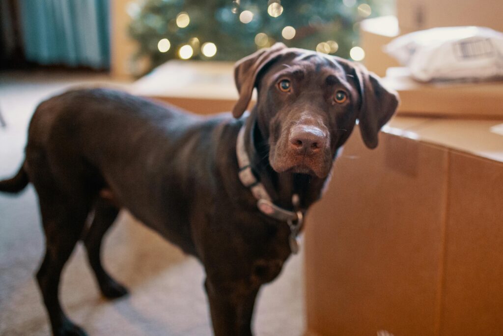 cute dog with brown eyes