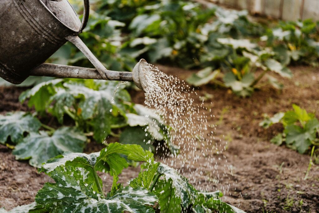 watering can watering plants