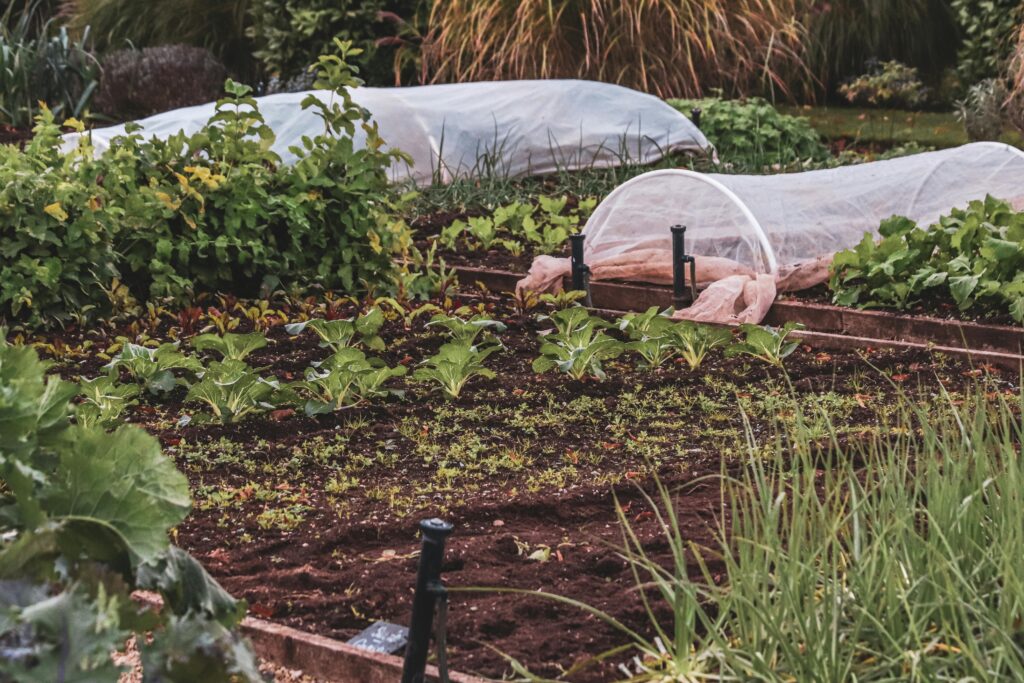 image of garden