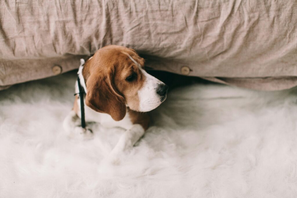dog under blanket