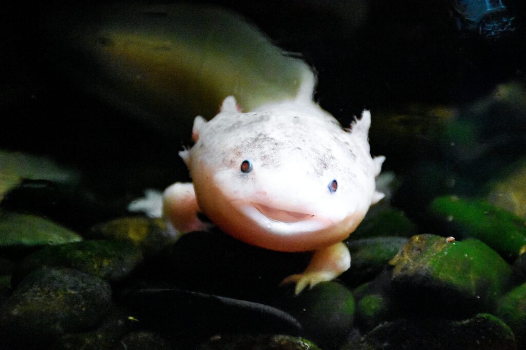 White Fish Under Water