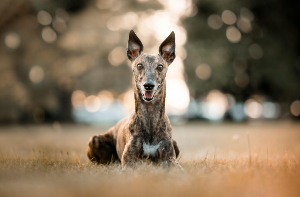 cute grey hound