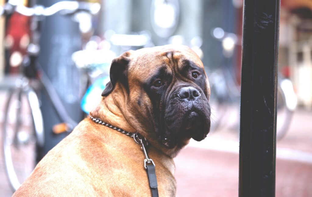 Bullmastiff looking at camera