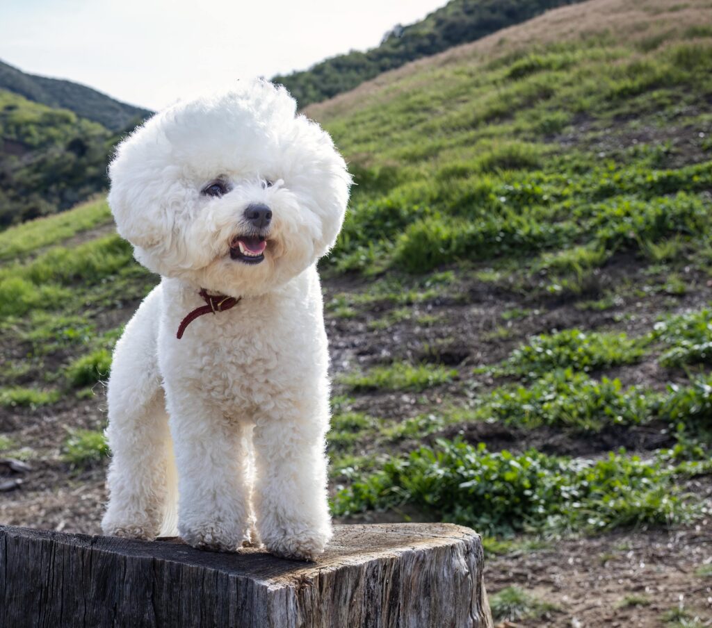 cute fluffy dog on stump