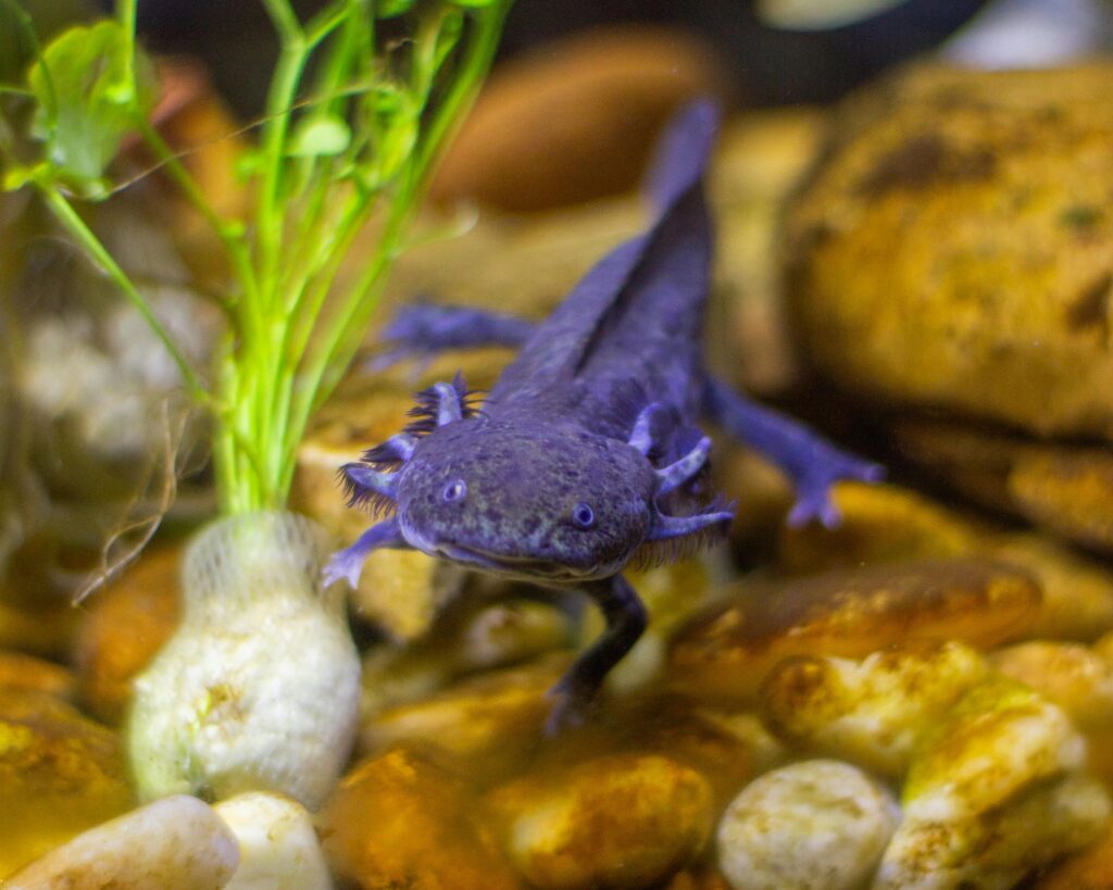 blue axolotl
