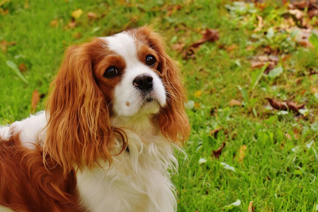 adorable dog with long ears
