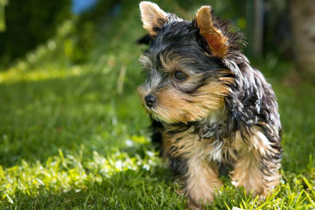 adorable Yorkshire Terrier