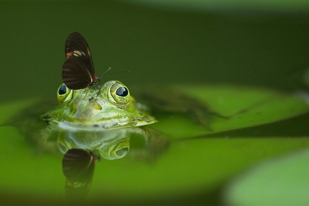frog in pond