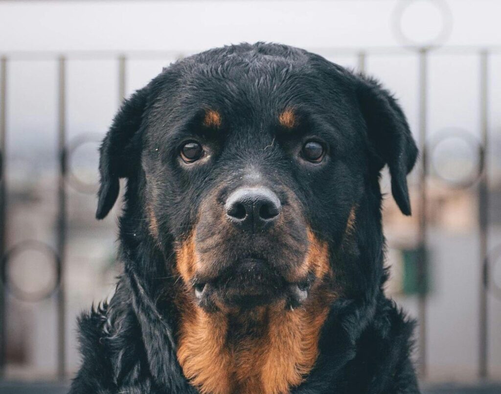 Black Rottweiler Dog in Close-up Photography