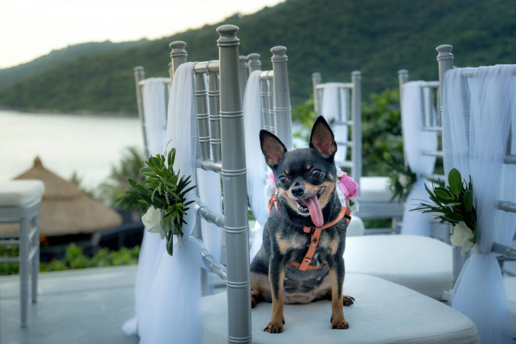 dog on chair