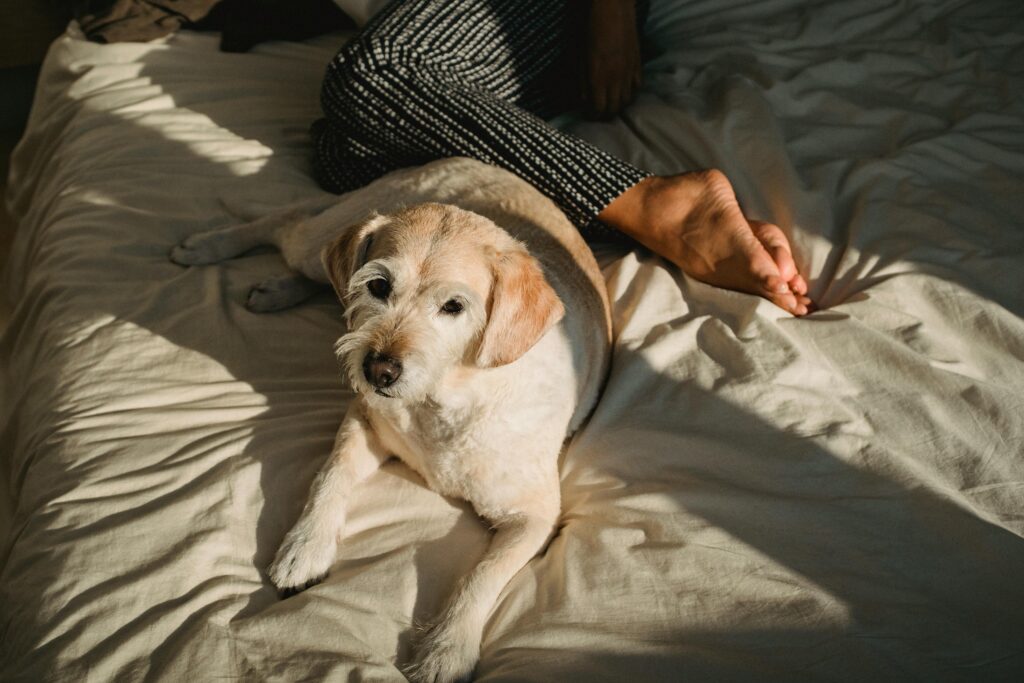 dog on bed with owner