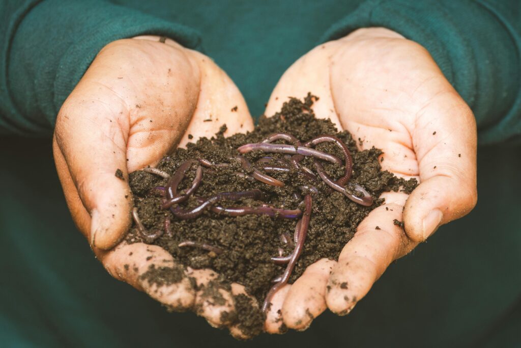 earthworms in soil