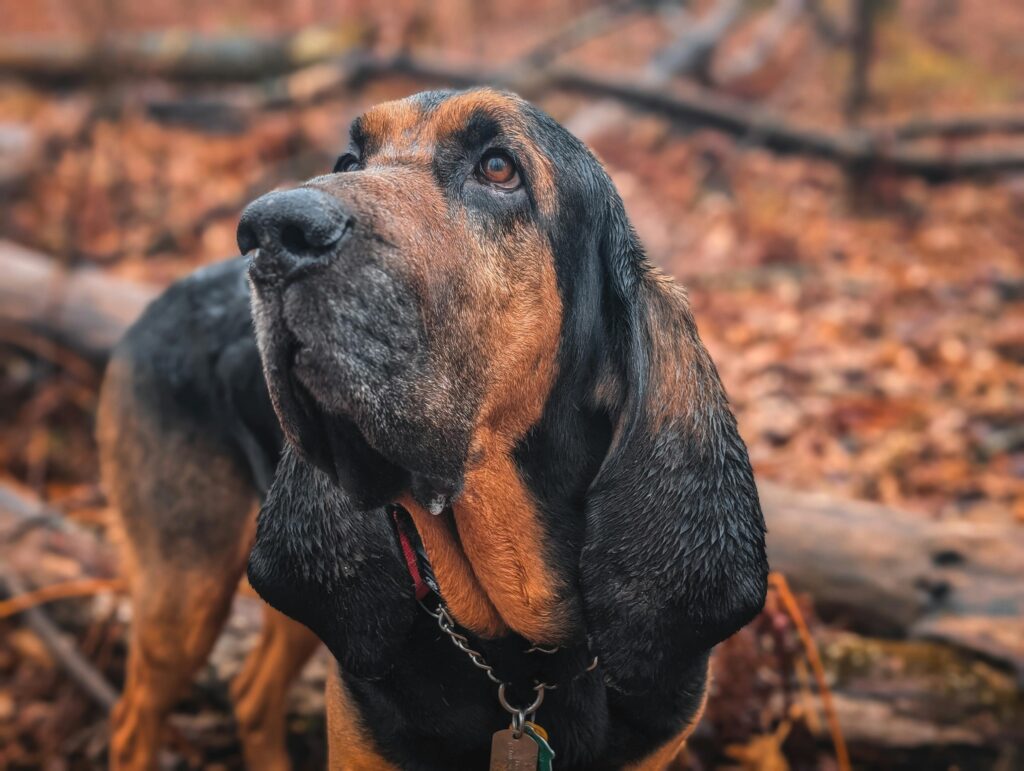 Bloodhound in Autumn Forest Setting