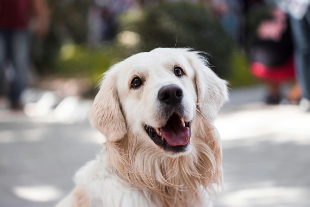 cute golden retriever