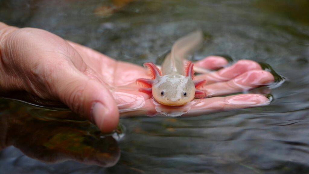 Close-Up of Axolotl in Hand Over Water