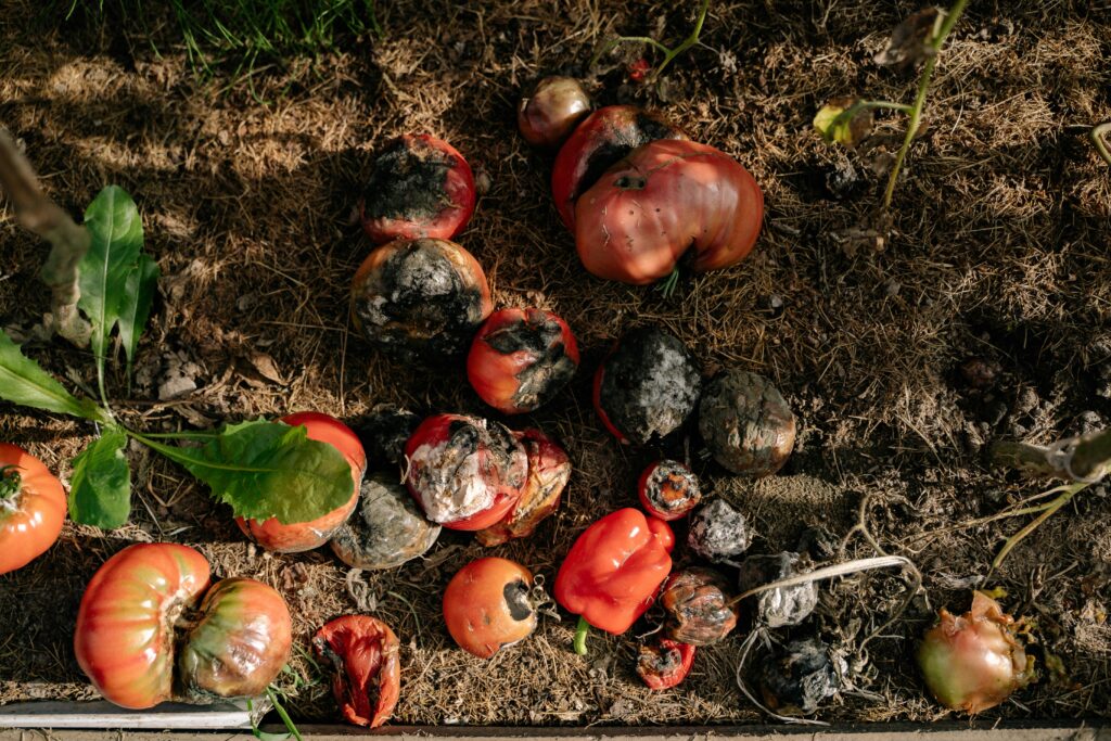 tomatos on soil