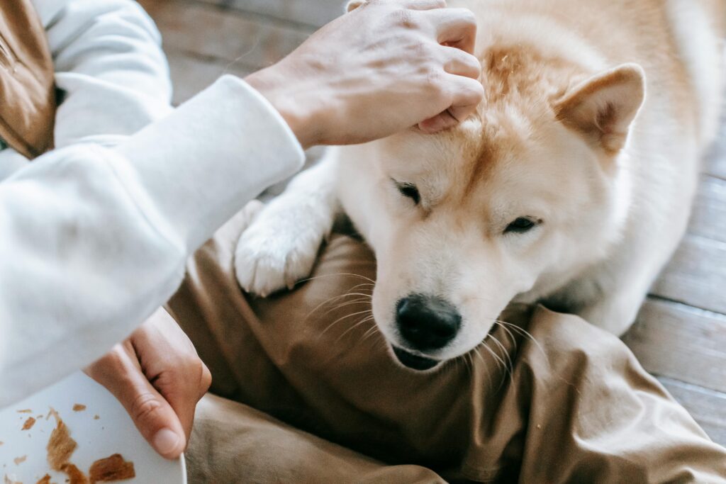 cute Akita dog