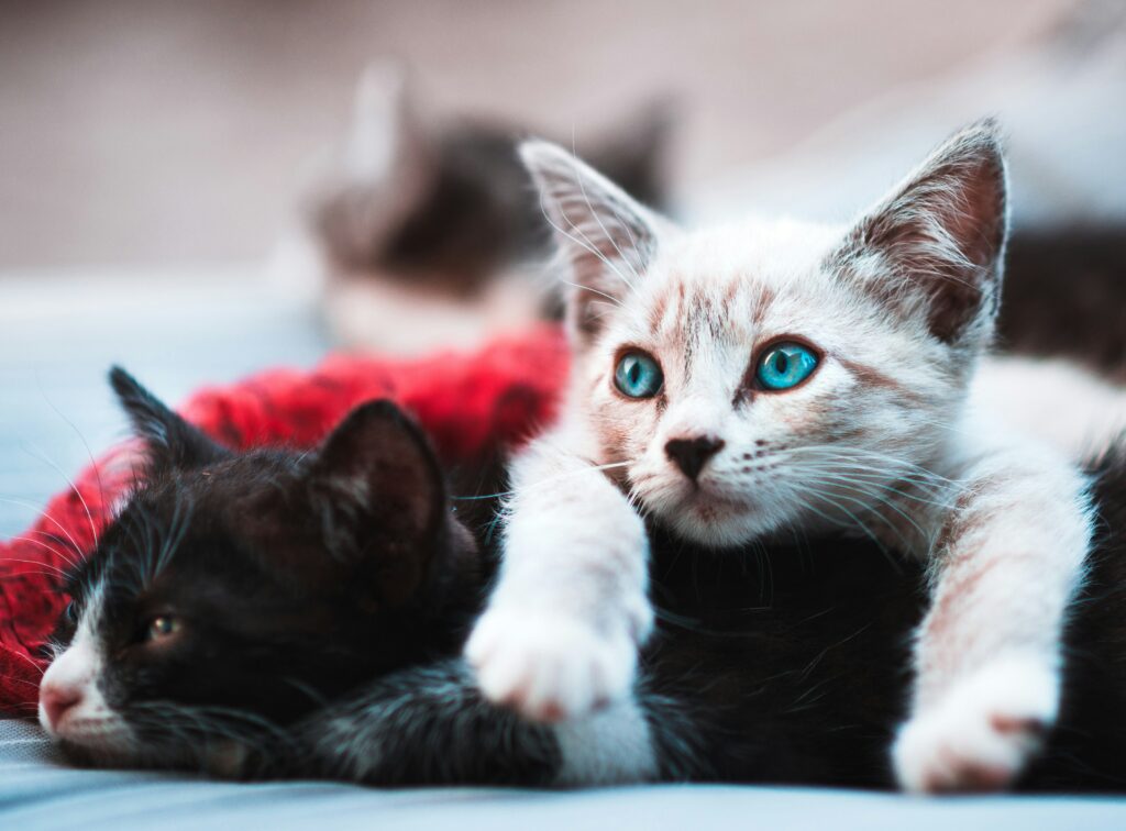 two kittens lying down