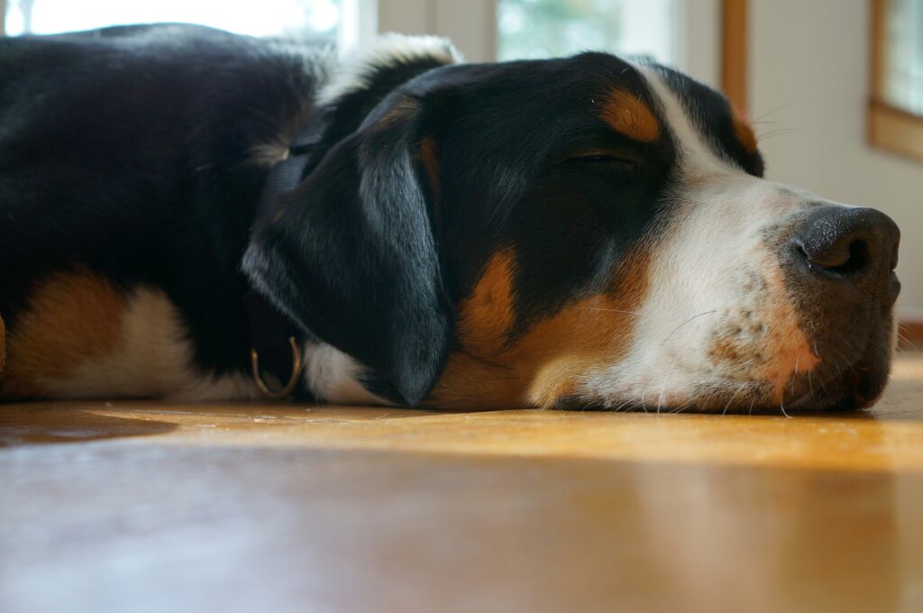 swiss mountain dog sleeping