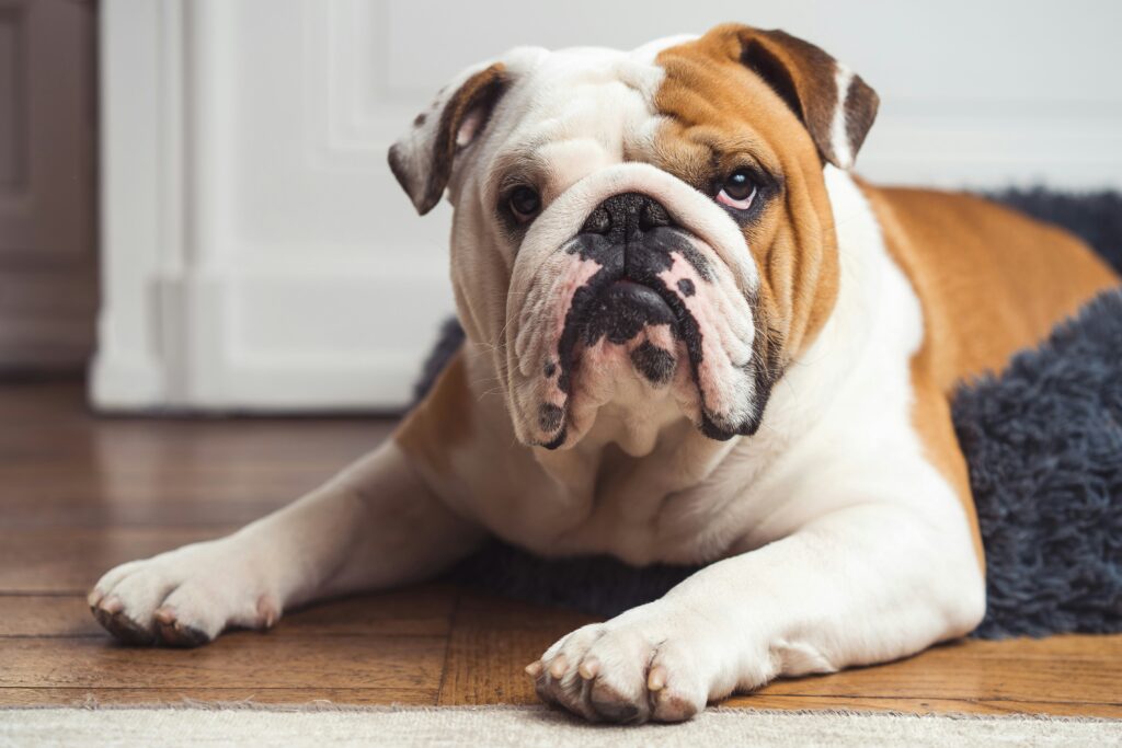 cute image of an English bull dog