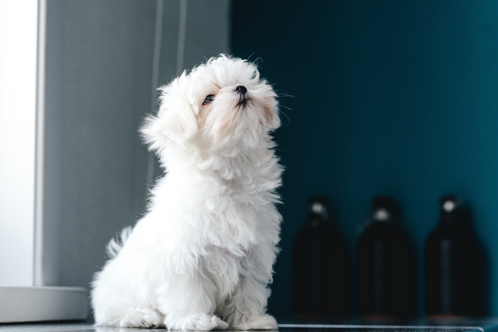 Portrait of a cute white long-haired Maltese. The puppy is 4 month old on the picture.
