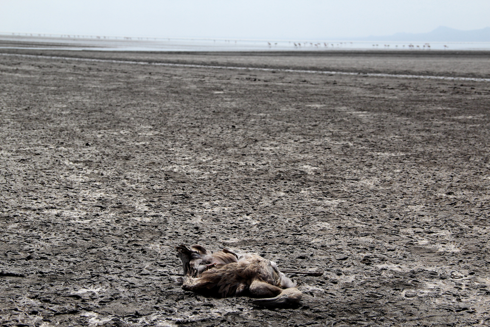 Dead flamingo on the shores of Lake Natron - Tanzania