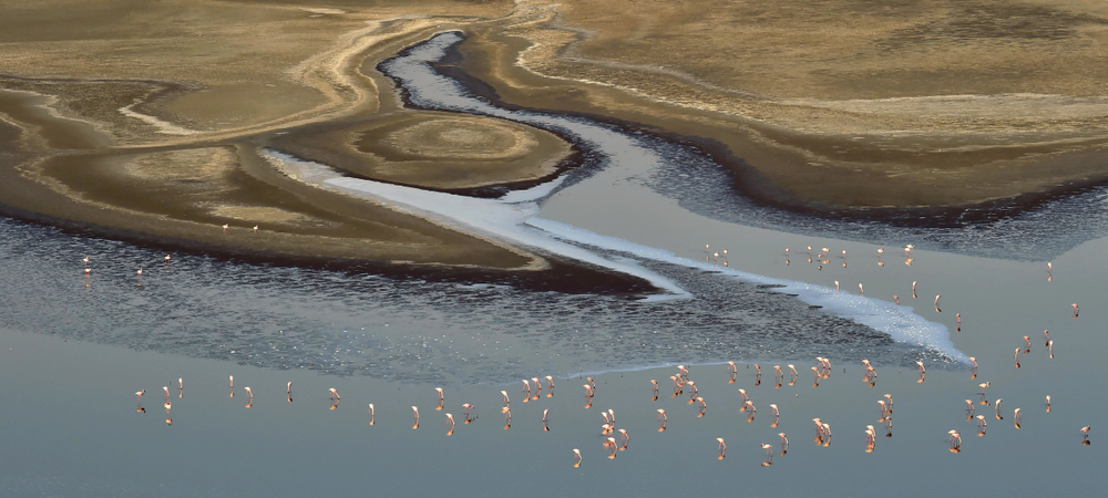 Flamingos in the water near the shore of Lake Natron. Aerial view. Tanzania.