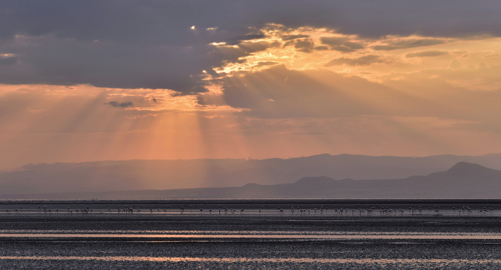 Flamingos on Lake Natron at sunset. Tanzania. Africav