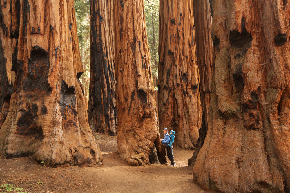 Mother with infant visit Sequoia national park in California, USA