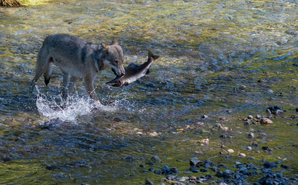 wolf walking in water