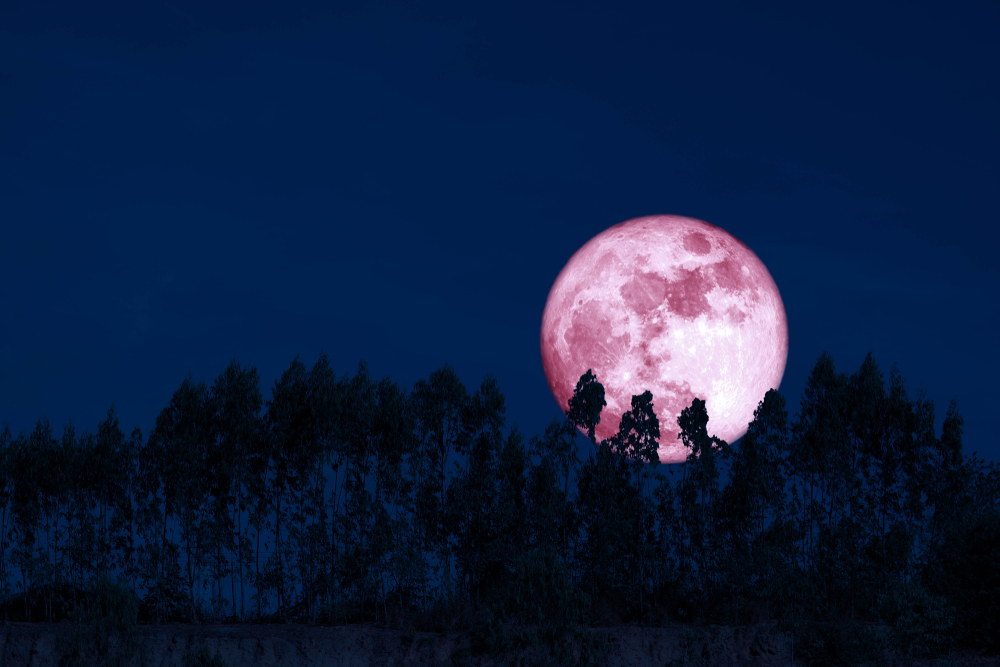 harvest pink moon on night sky back over silhouette pines tree and cloud, Elements of this image furnished by NASA