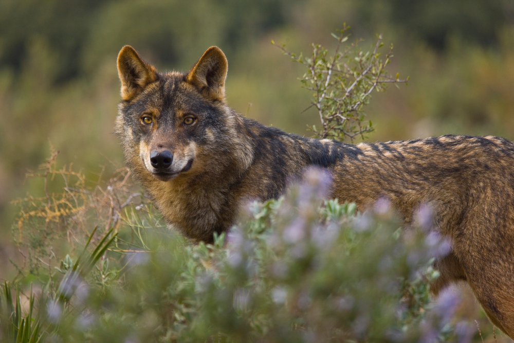 Iberian wolf, Canis lupus, in wilderness of Spain in Europe